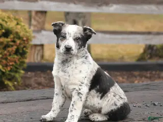 Mixed Breed dogs for sale: Dash - Ad 3