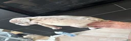 French Bulldog dogs for sale: French Bulldog 1 - Ad 4
