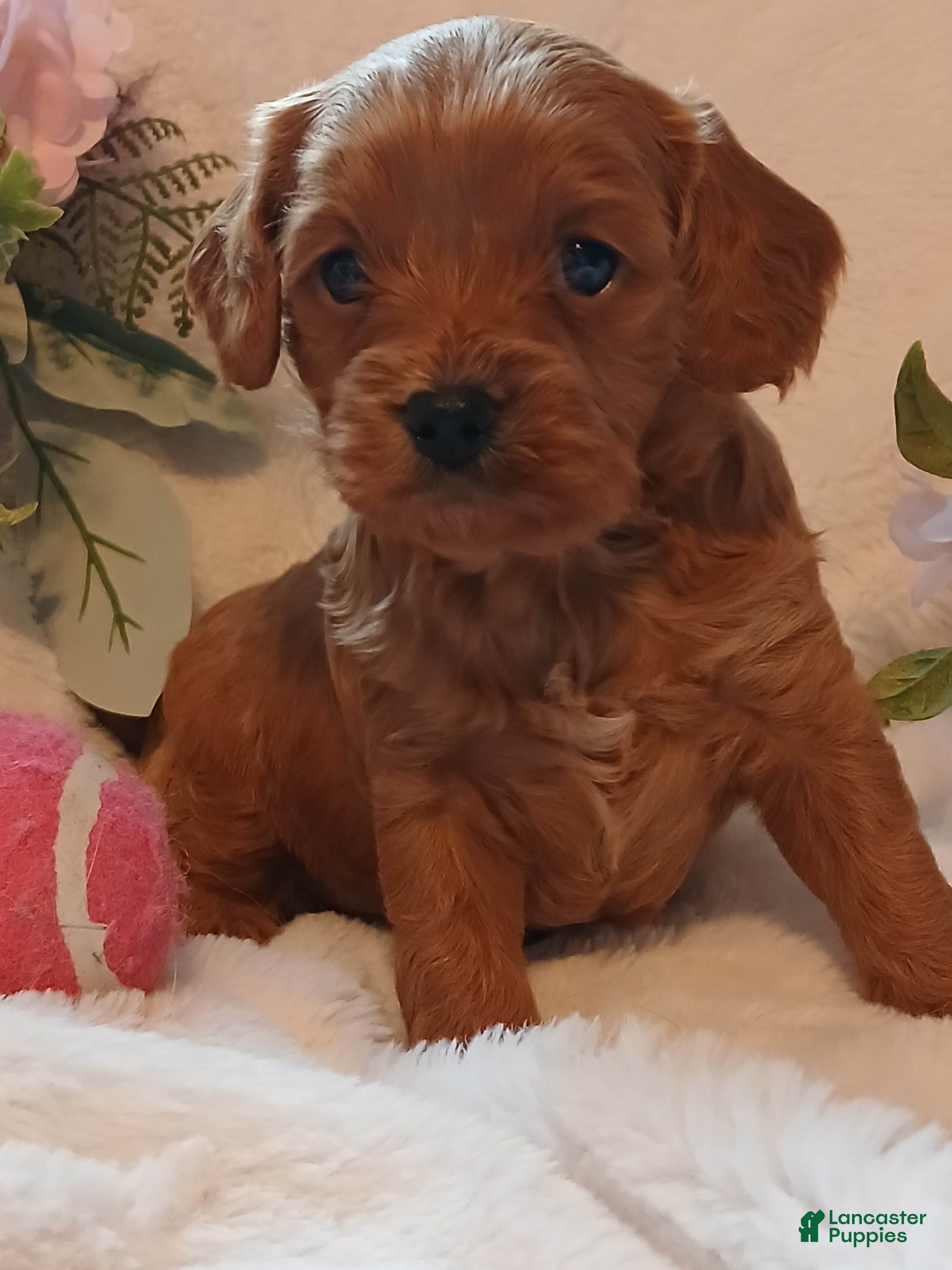 Cavapoo dogs Candy - Ad 35