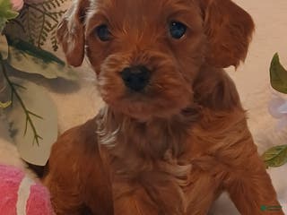 Cavapoo dogs Candy - Ad 32