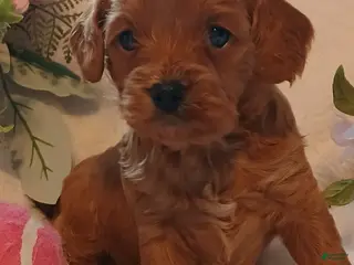 Cavapoo dogs Candy - Ad 28