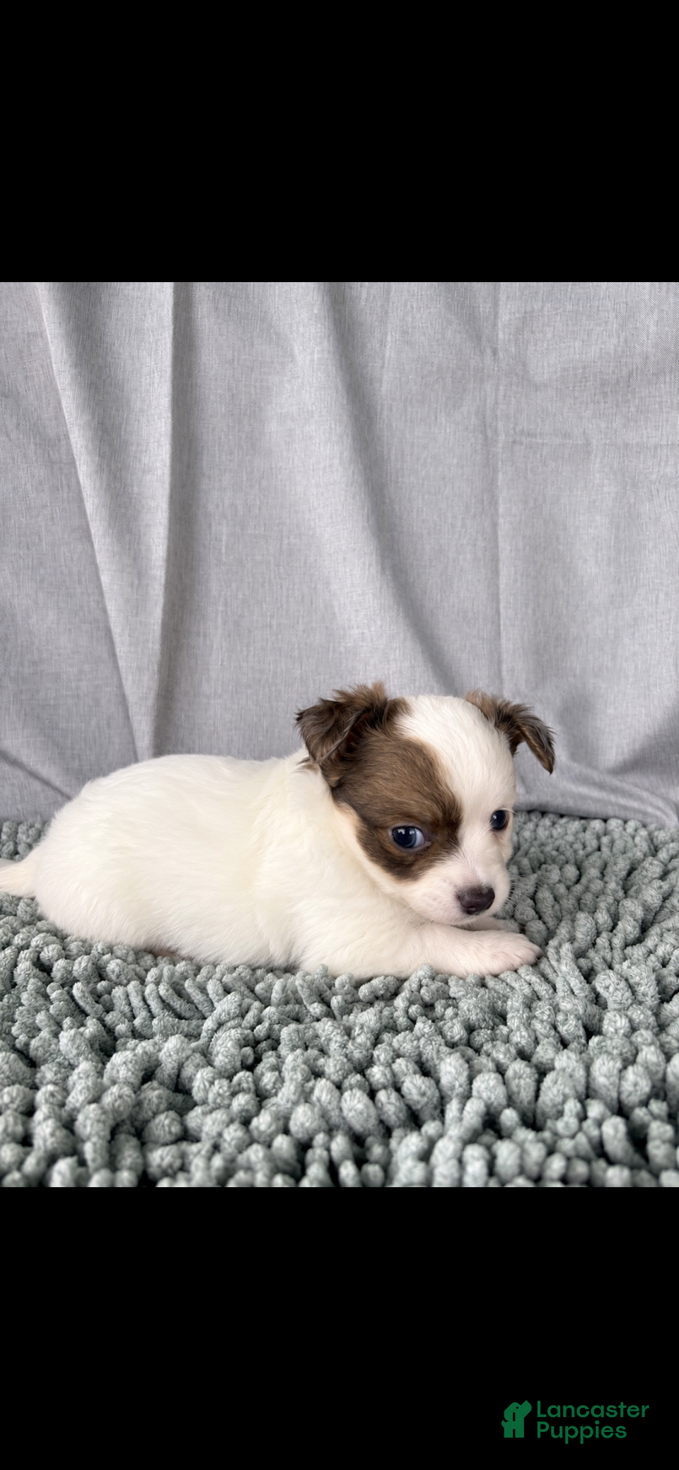 Chihuahua dogs Blue sable and white  - Ad 1