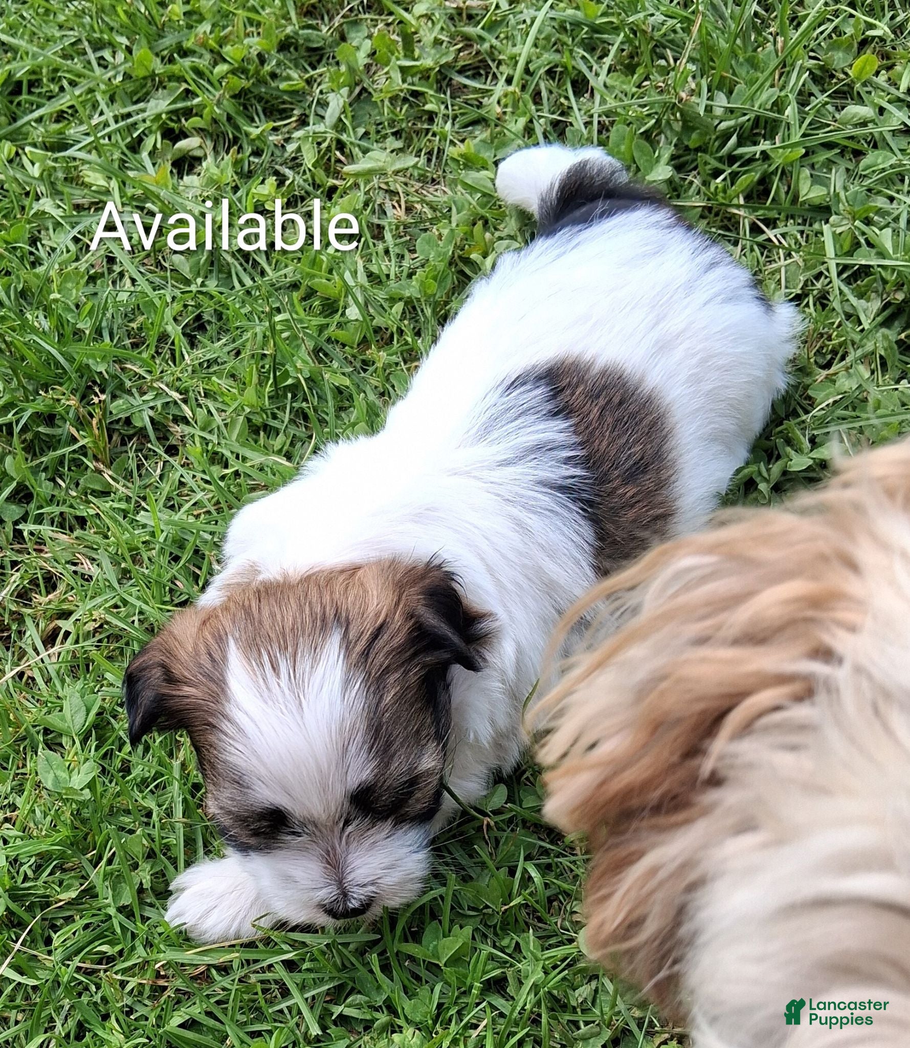 Havanese dogs Havanese 1 - Ad 2