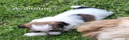 Havanese dogs for sale: Havanese 1 - Ad 2