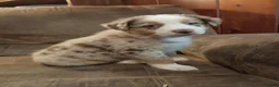 Australian Shepherd dogs for sale: Daisy  - Ad 1