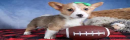 Welsh Corgi Pembroke dogs for sale: Mario - Ad 23