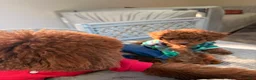 Toy Poodle dogs for sale: Toy Poodle 1 - Ad 3