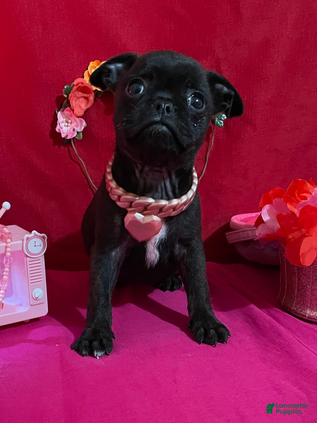 Mixed Breed dogs for sale: Bella - Ad 3