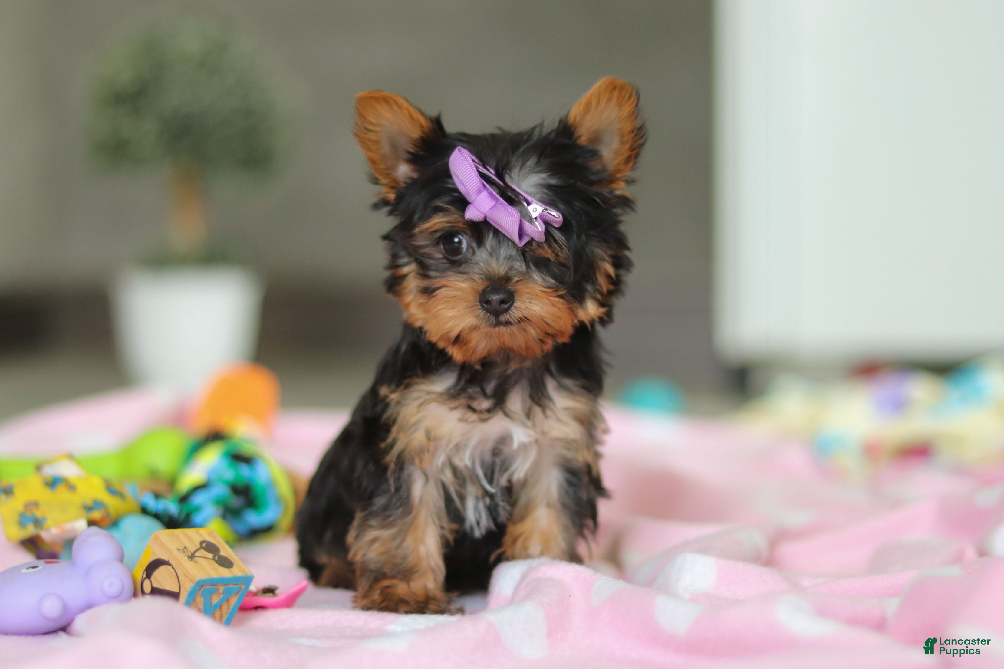 Yorkshire Terrier dogs Daisy - Ad 1
