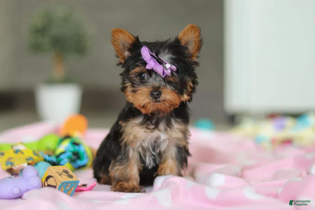 Yorkshire Terrier dogs for sale: Daisy - Ad 1