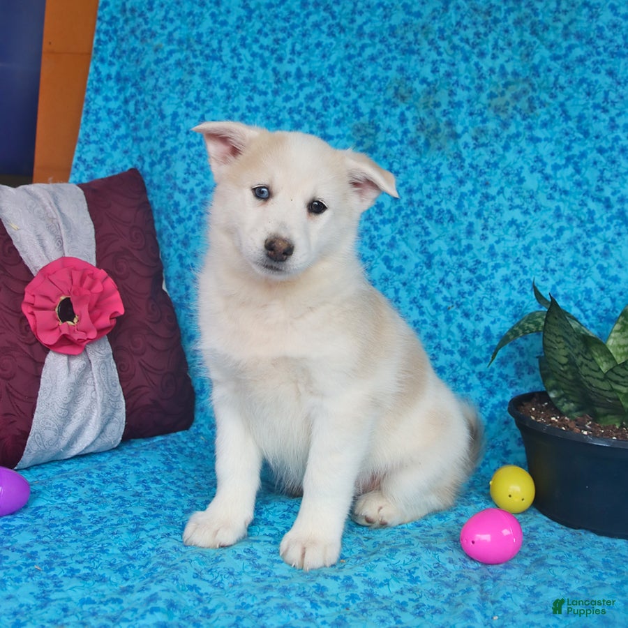 Pomsky dogs Opal - Ad 1