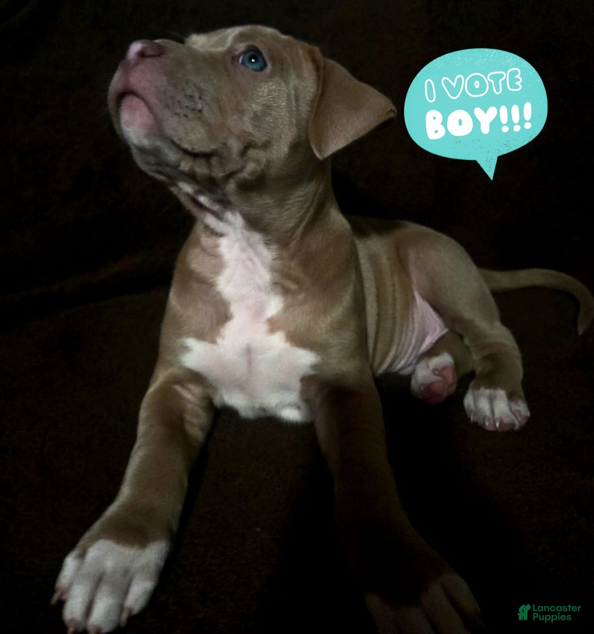 American Pit Bull Terrier dogs for sale: American Pit Bull Terrier Puppy 1 - Ad 1