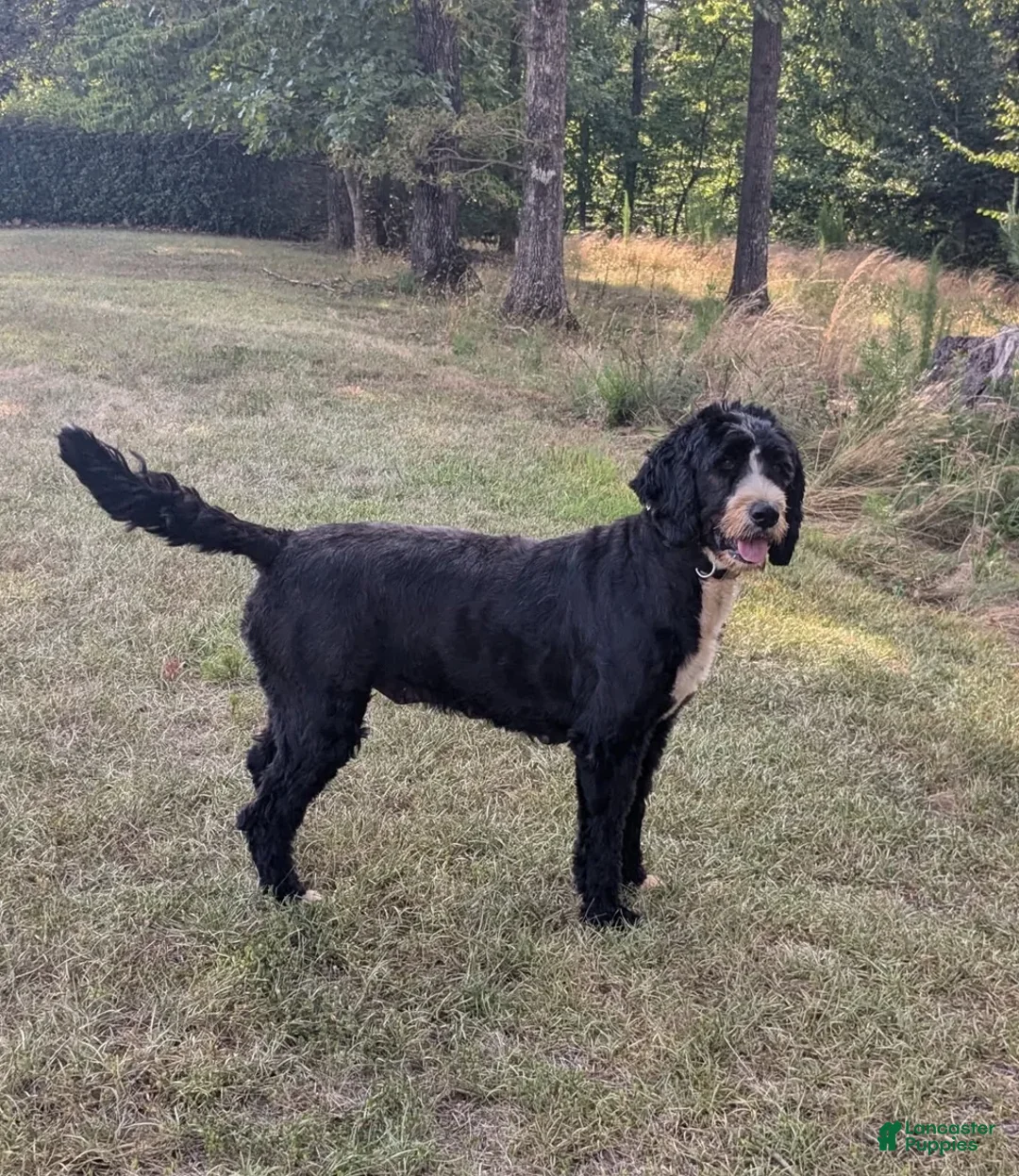 Mixed Breed dogs for sale: Reed - Ad 2