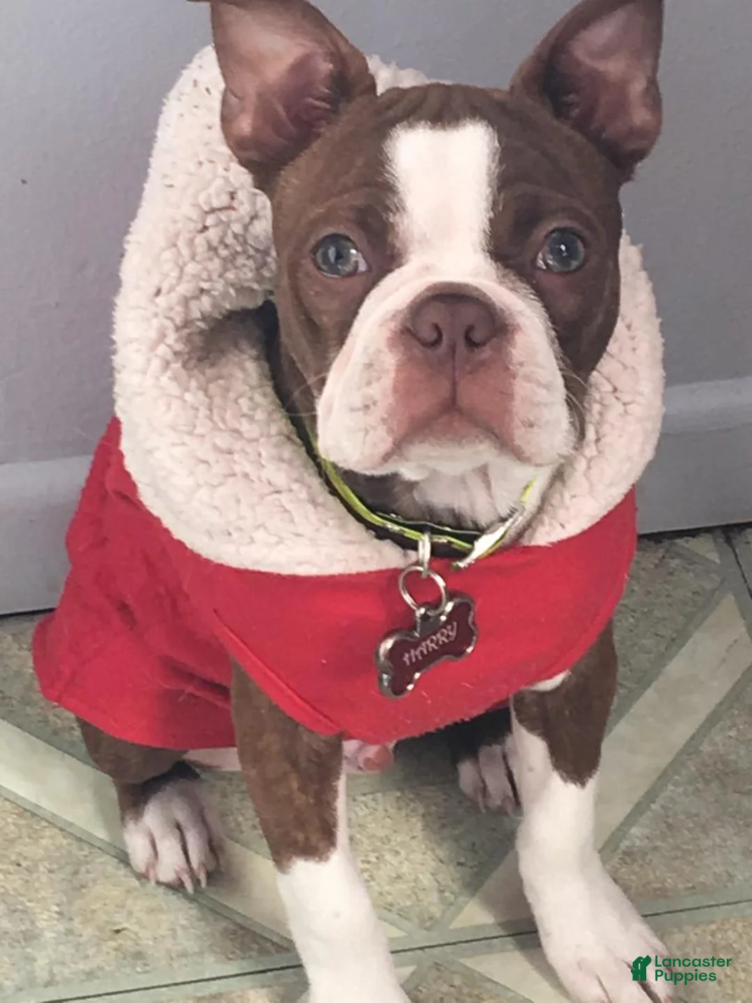 Gallery Image {{count}}