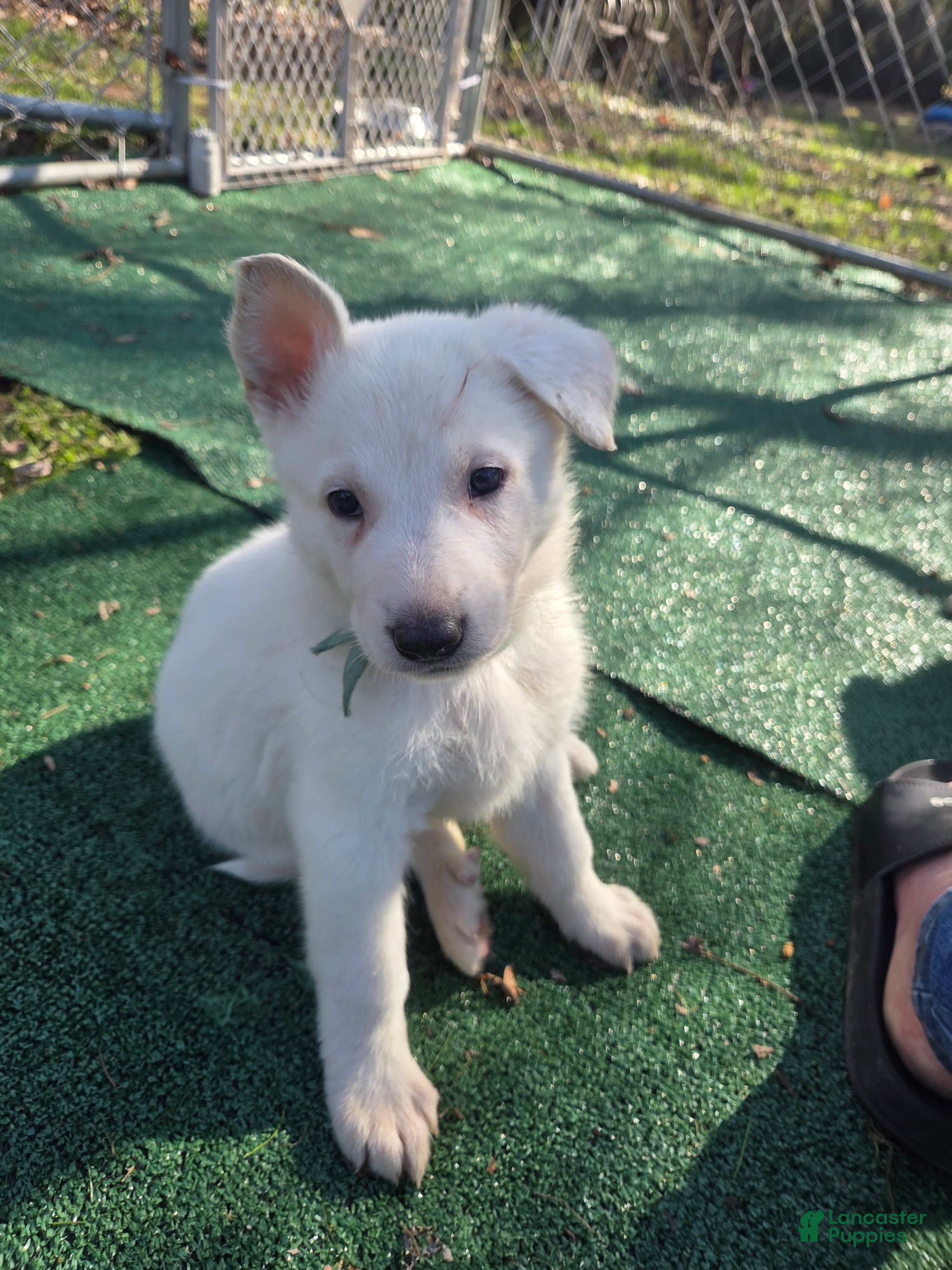 German Shepherd dogs White German Shepherd Puppy - Teal - Ad 27
