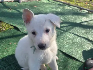 German Shepherd dogs White German Shepherd Puppy - Teal - Ad 27