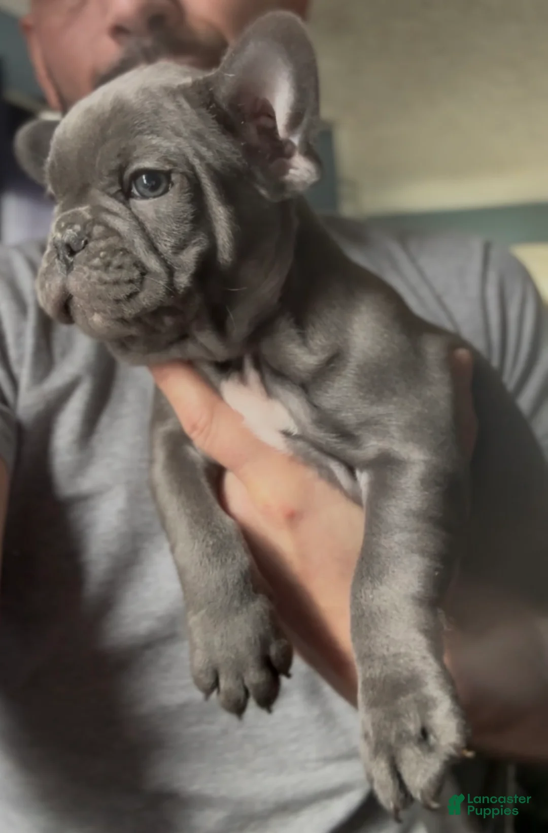 French Bulldog dogs for sale: Little Boy - Ad 3