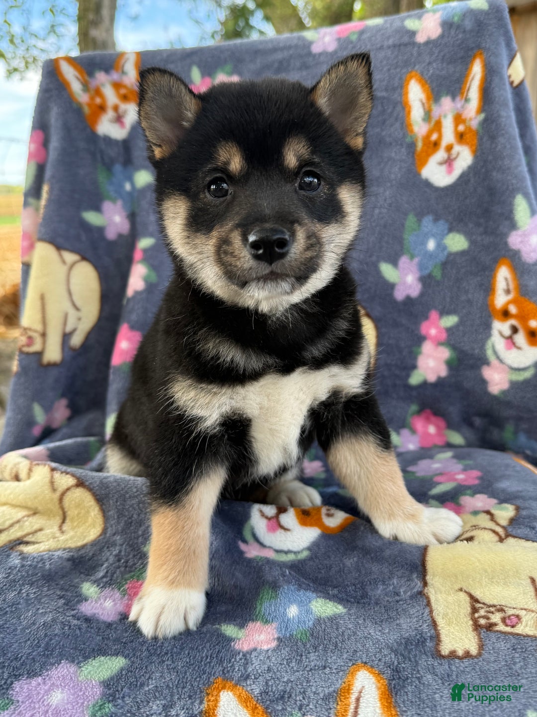 Shiba Inu dogs for sale: Bella  - Ad 3