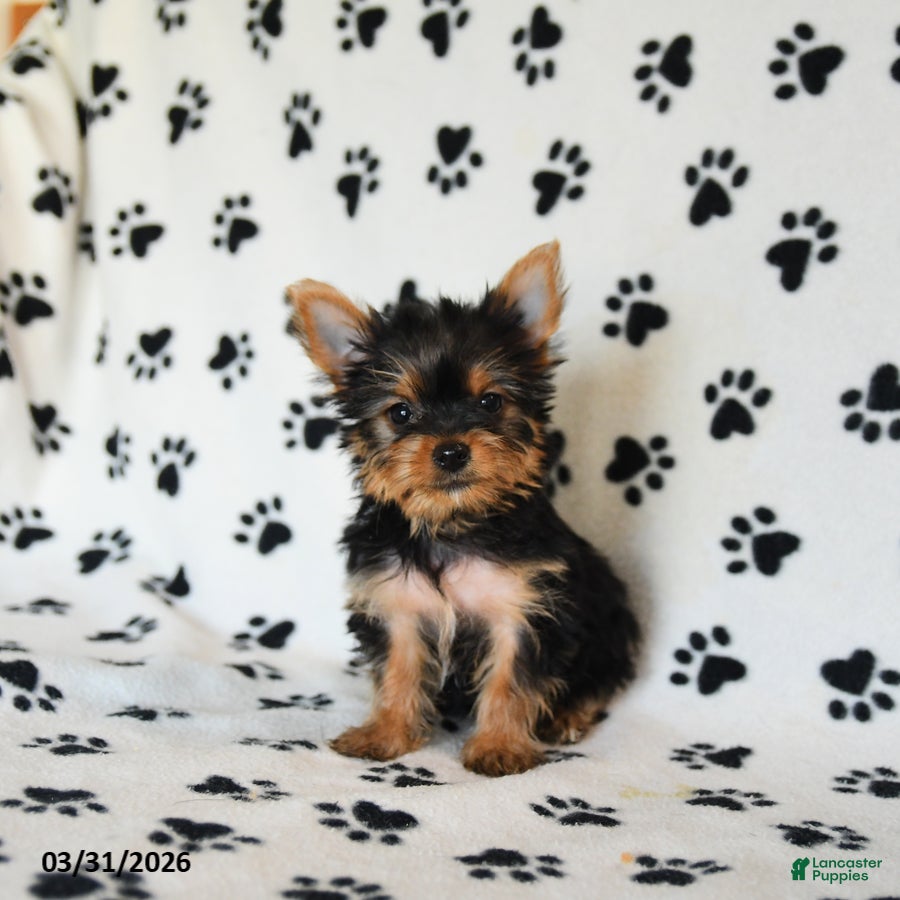 Yorkshire Terrier dogs Polly - Ad 1
