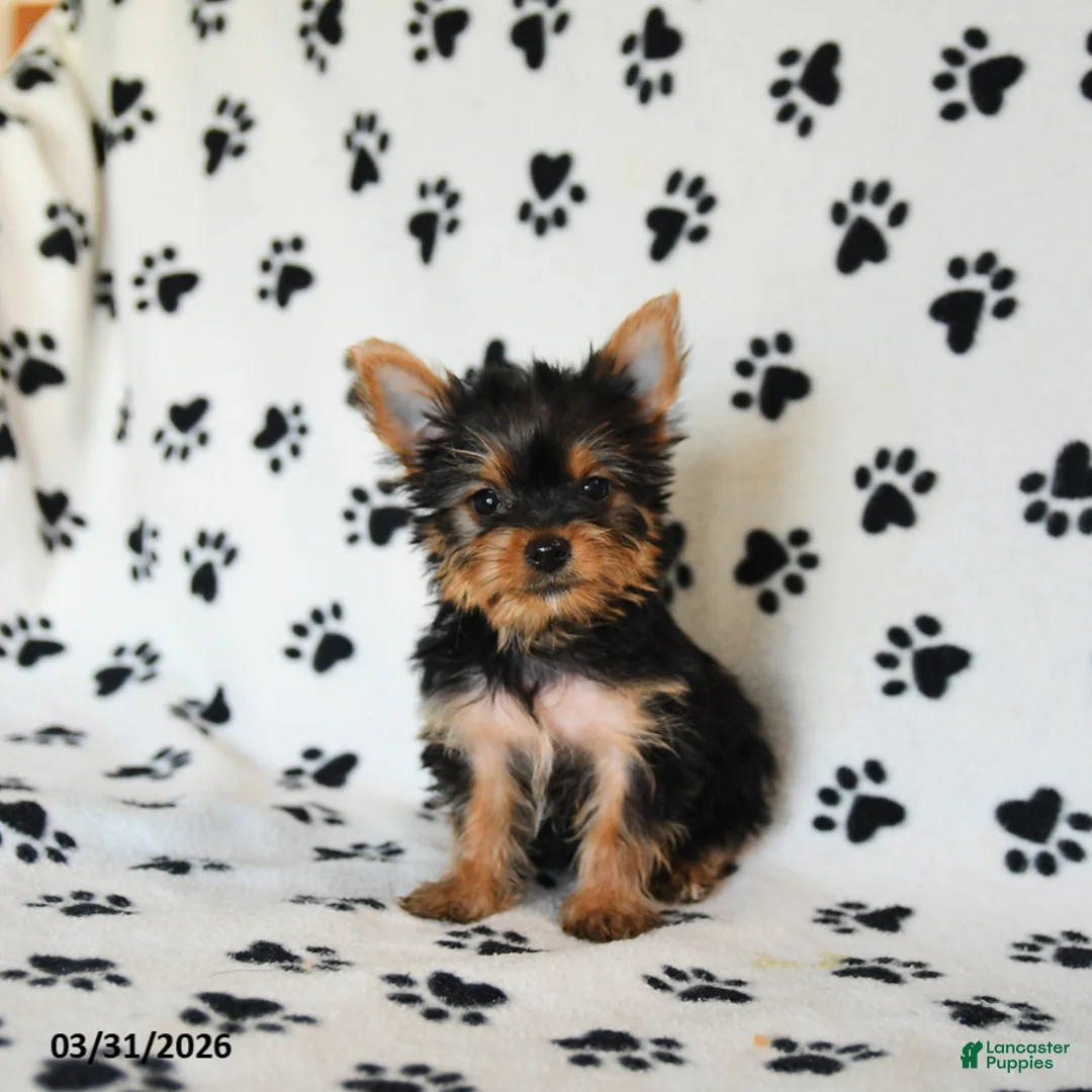 Yorkshire Terrier dogs for sale: Polly - Ad 1