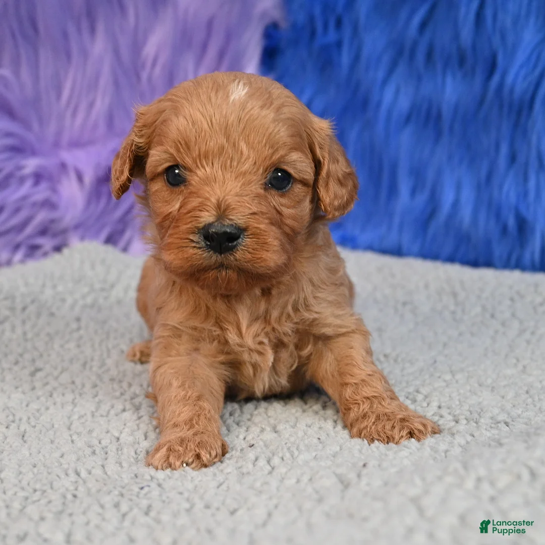 Cavapoo dogs for sale: Cavapoo 6 - Ad 1
