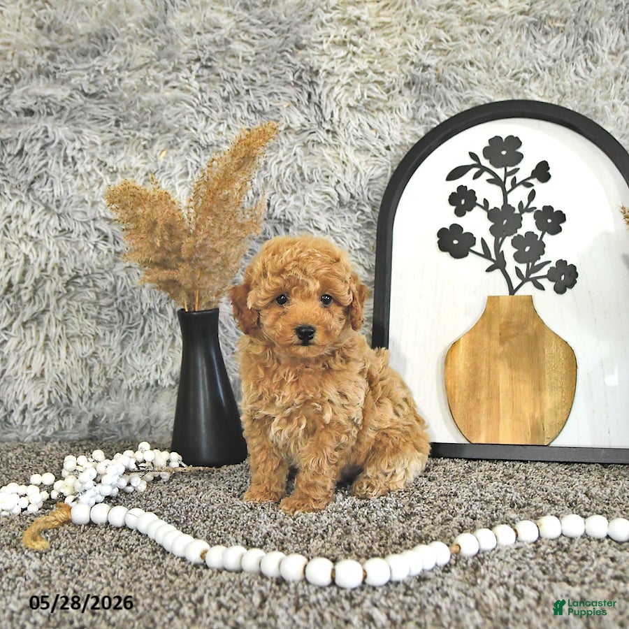 Toy Poodle dogs Juno - Ad 1