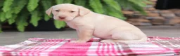 Labrador Retriever dogs for sale: Ranger - Ad 3