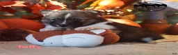 Nenets Herding Laika dogs for sale: Taffy Nenets Laika Texas - Ad 3