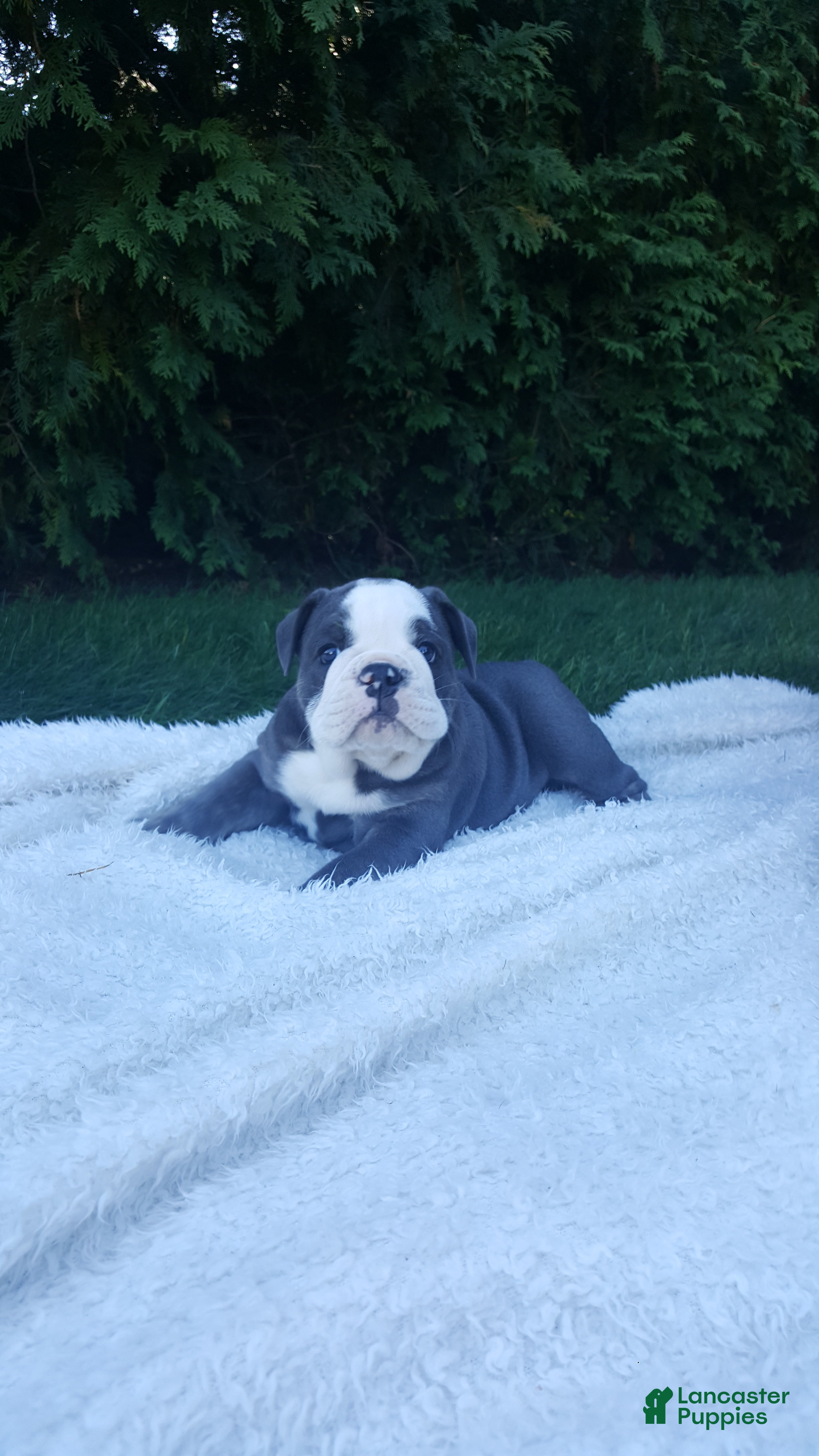 English Bulldog dogs Basil - Ad 2