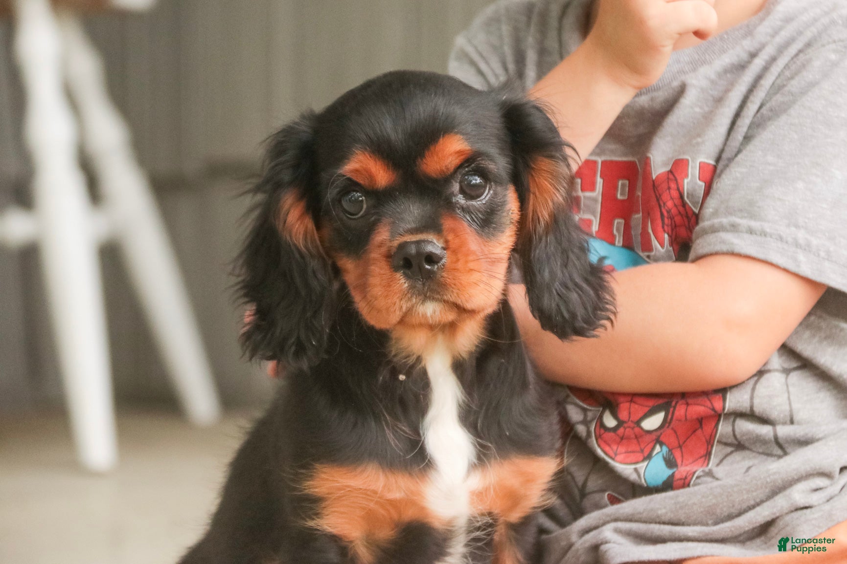 Cavalier King Charles Spaniel dogs Loki Cavalier King Charles Spaniel - Ad 1