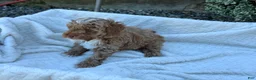 Toy Poodle dogs for sale: Galen - Ad 2