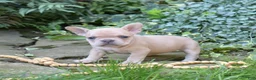 French Bulldog dogs for sale: Autumn - Ad 3