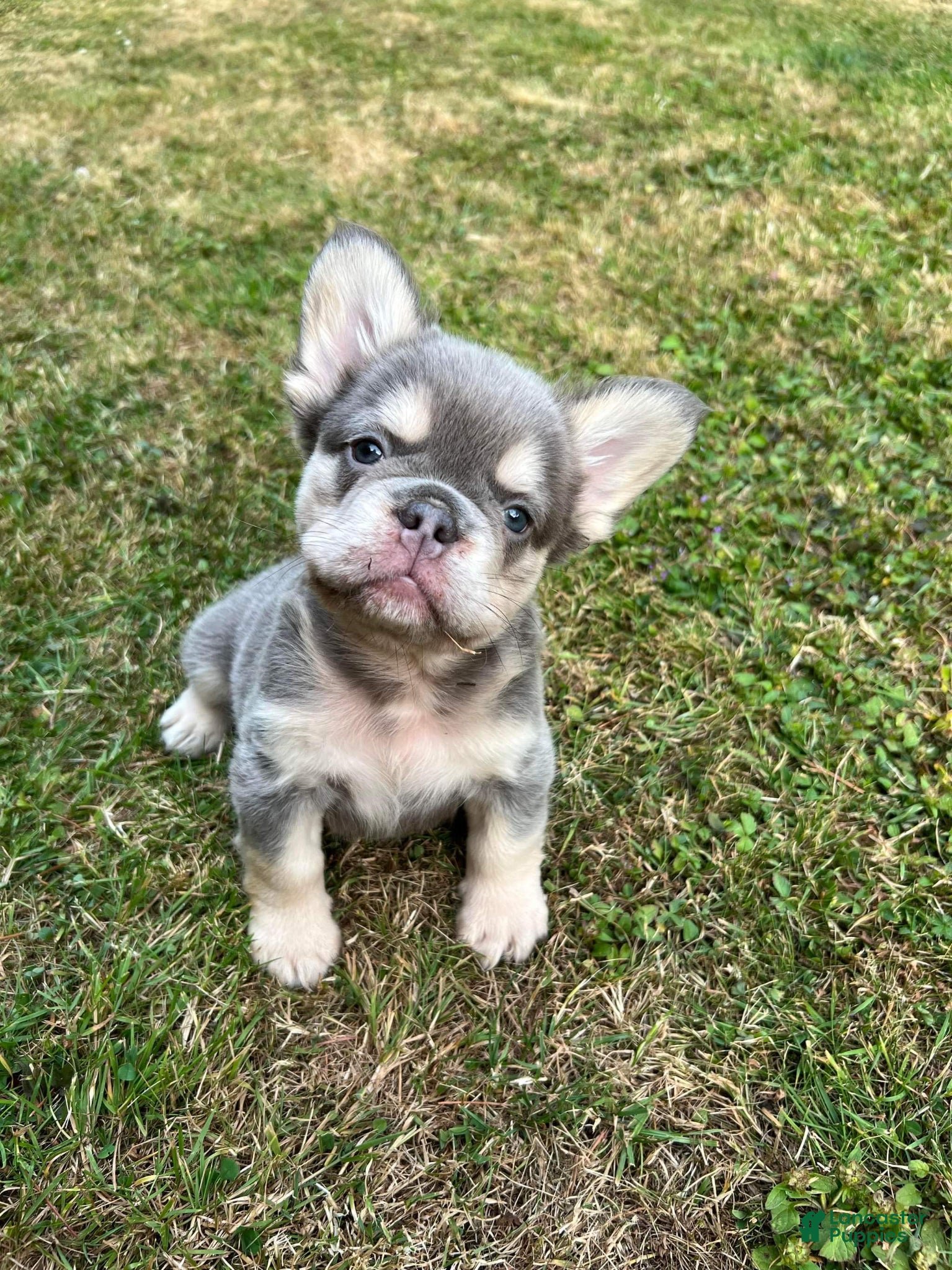 French Bulldog dogs Ellie - Fluffy Lilac Tan French Bulldog Puppy - Ad 13