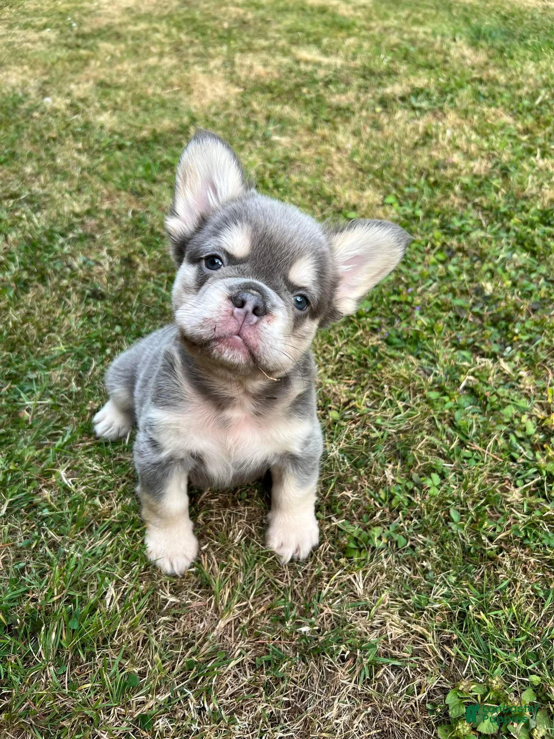 French Bulldog dogs for sale: Ellie - Fluffy Lilac Tan French Bulldog Puppy - Ad 1