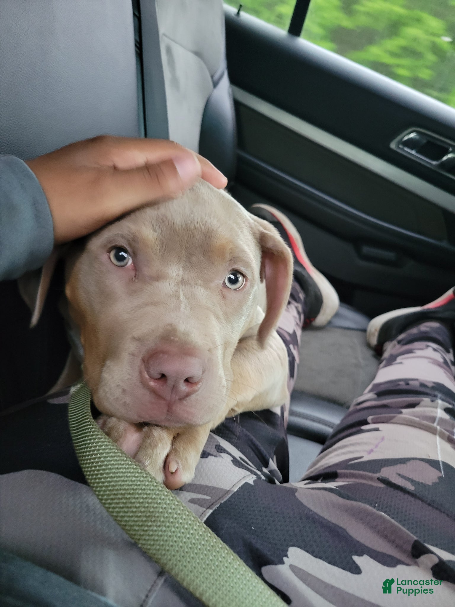 American Bully dogs for sale: American Bully Puppy 1 - Ad 2