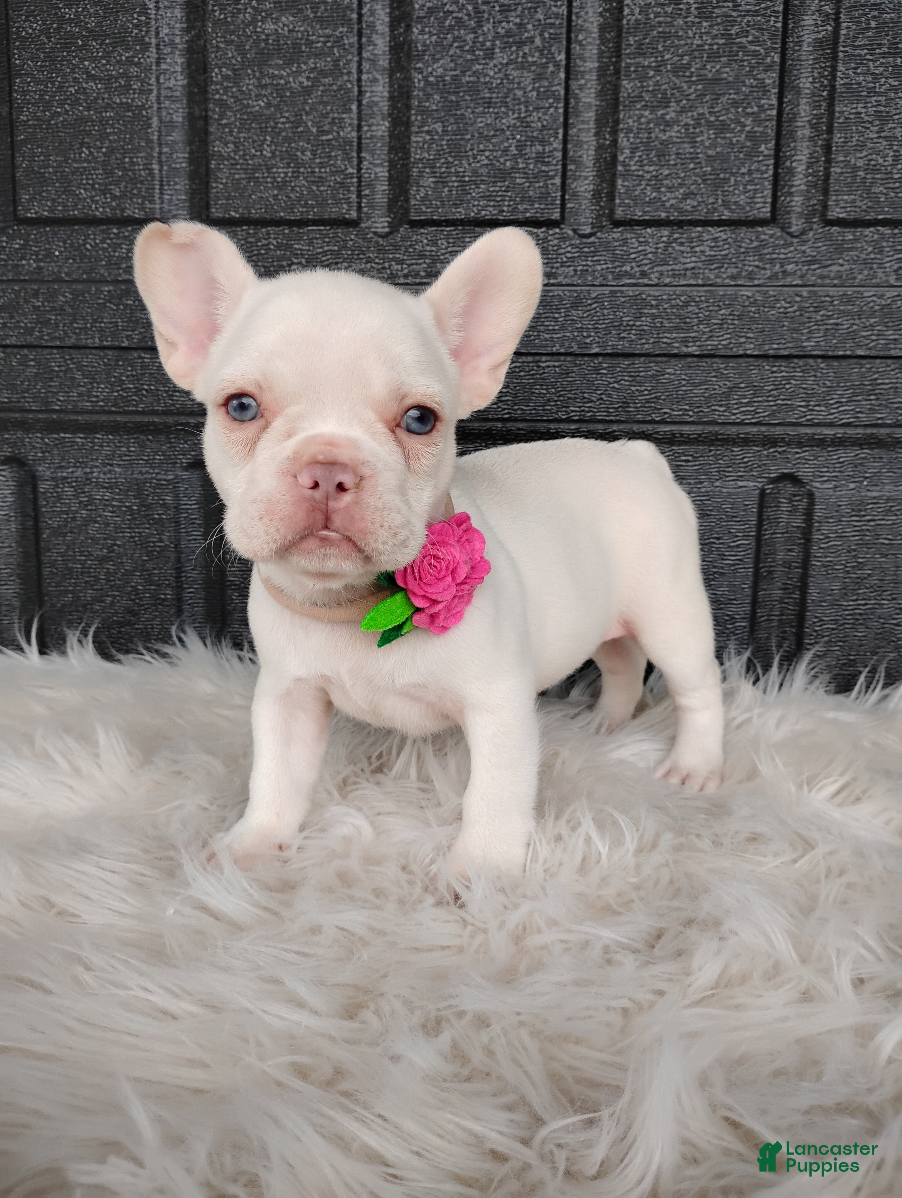 French Bulldog dogs Gigi  - Ad 1