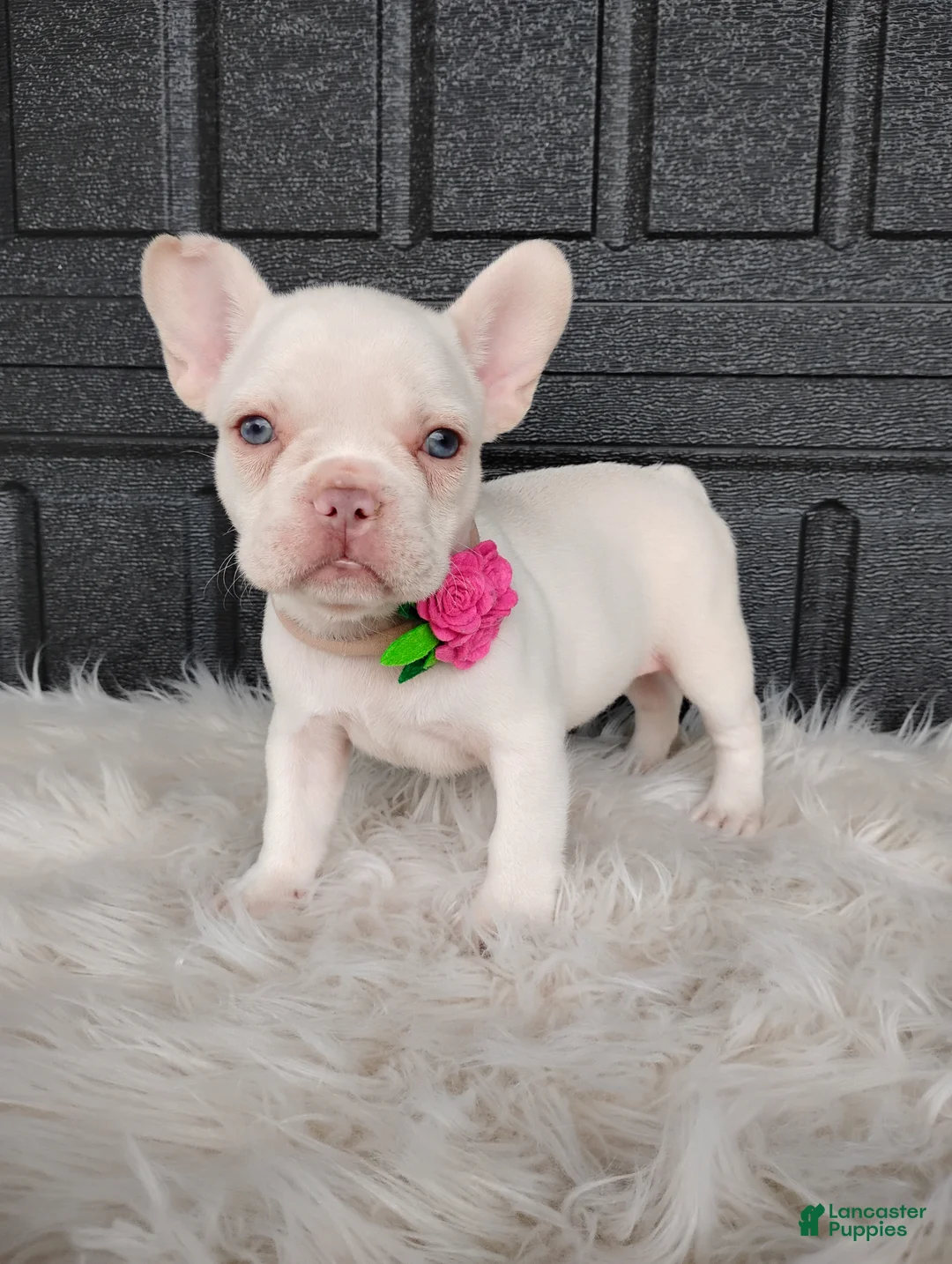 French Bulldog dogs for sale: Gigi  - Ad 1