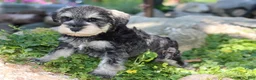 Miniature Schnauzer dogs for sale: Tonya - Ad 5