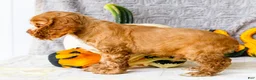 Cocker Spaniel dogs for sale: Zedrick - Ad 3