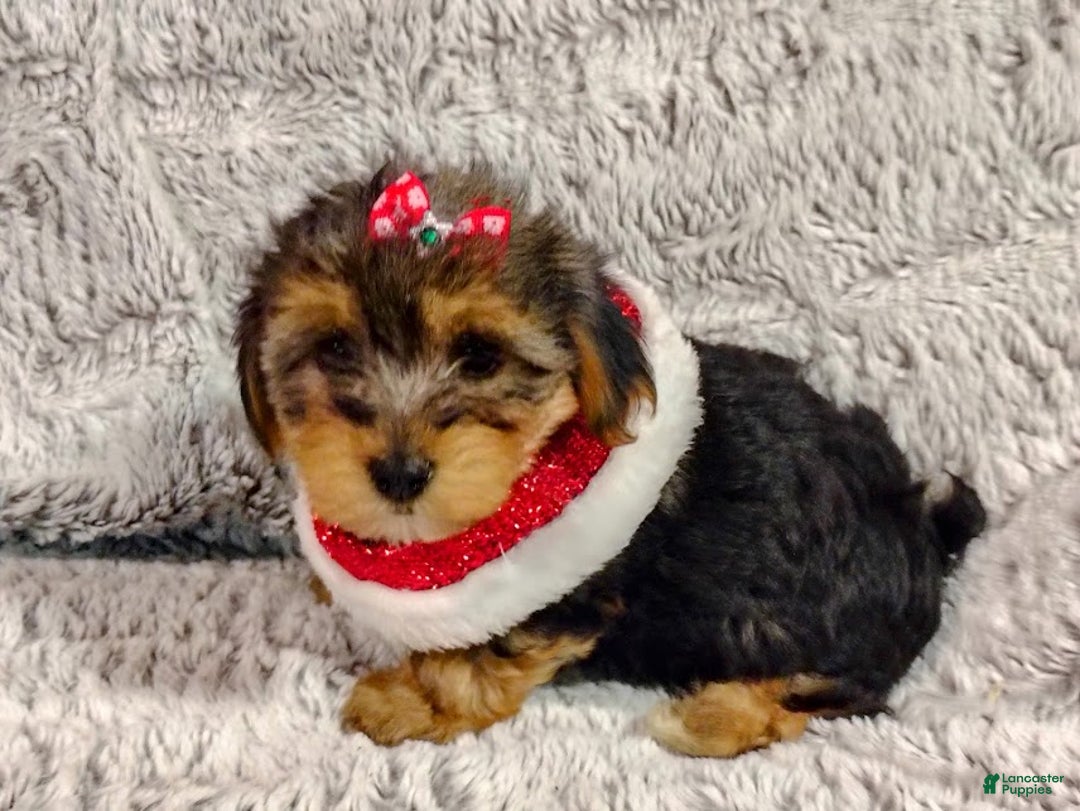 Yorkiepoo dogs for sale: Nova - Ad 2