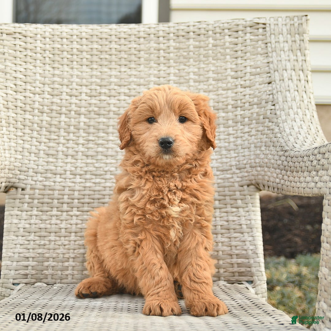 Mini Goldendoodle dogs for sale: Washington  - Ad 2