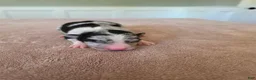Border Collie dogs for sale: Gypsy - Ad 4