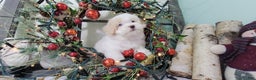 Maltipoo dogs for sale: April - Ad 6