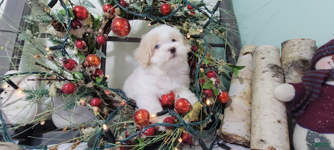 Maltipoo dogs for sale: April - Ad 6