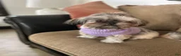 Shih Tzu dogs for sale: Shih Tzu 3 - Ad 3