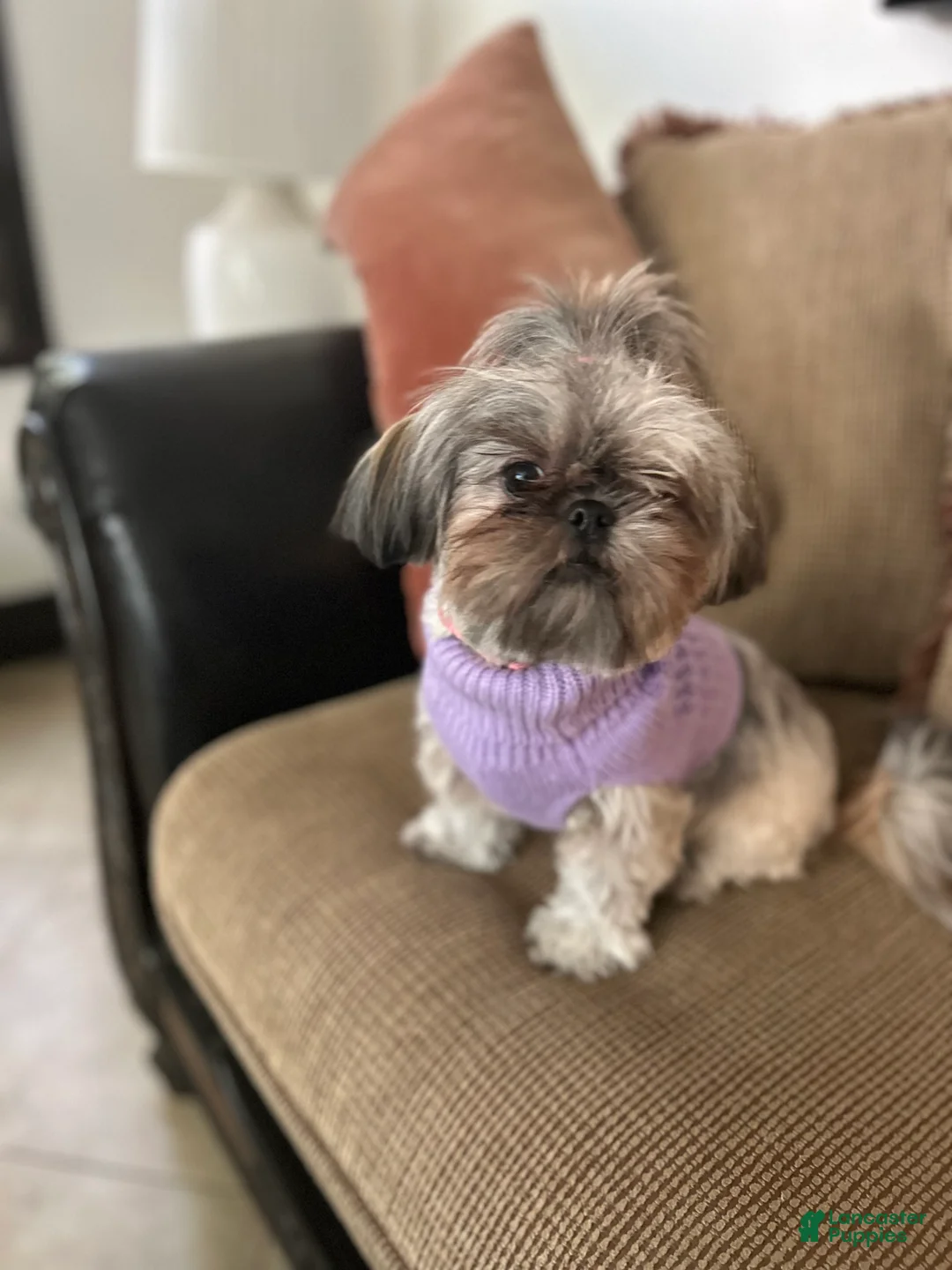 Shih Tzu dogs for sale: Shih Tzu 3 - Ad 3