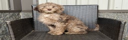 Mini Goldendoodle dogs for sale: Ezra - Ad 3