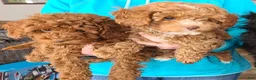 Miniature Poodle dogs for sale: Miniature Poodle Puppy 2 - Ad 3