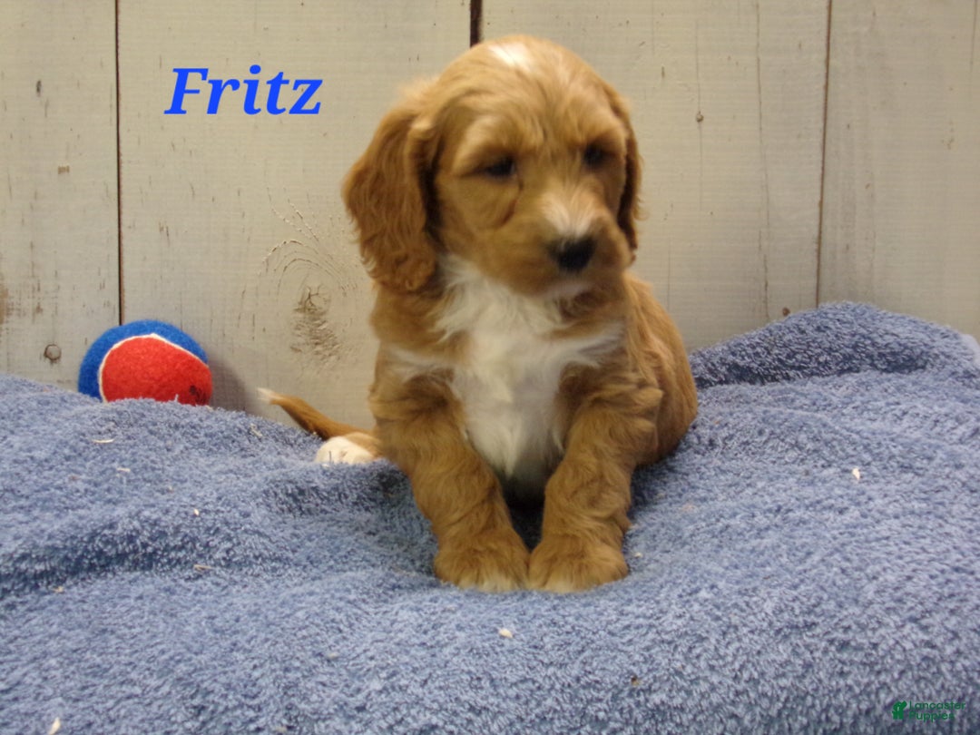 Cockapoo dogs for sale: Fritz - Ad 1