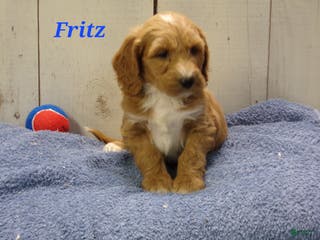 Cockapoo dogs Fritz - Ad 40